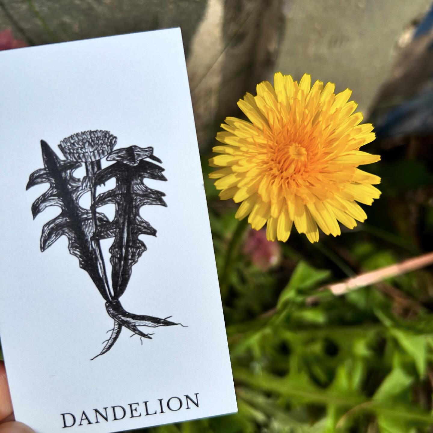 Dandelion has been catching my attention as I walk through my neighborhood. Dandelion is another plant ally - like my winter love, Cedar - that evokes resilience (fortitude and flexibility). Hmmm&hellip; 😊 I love the way nature communicates!

I love