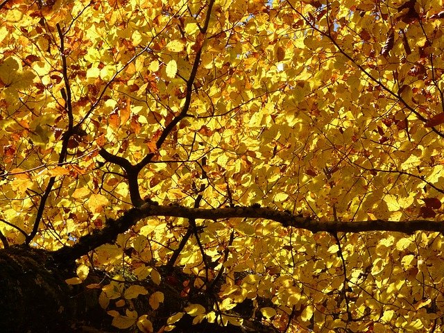 FALL : A seasonal workshop to center and connect.