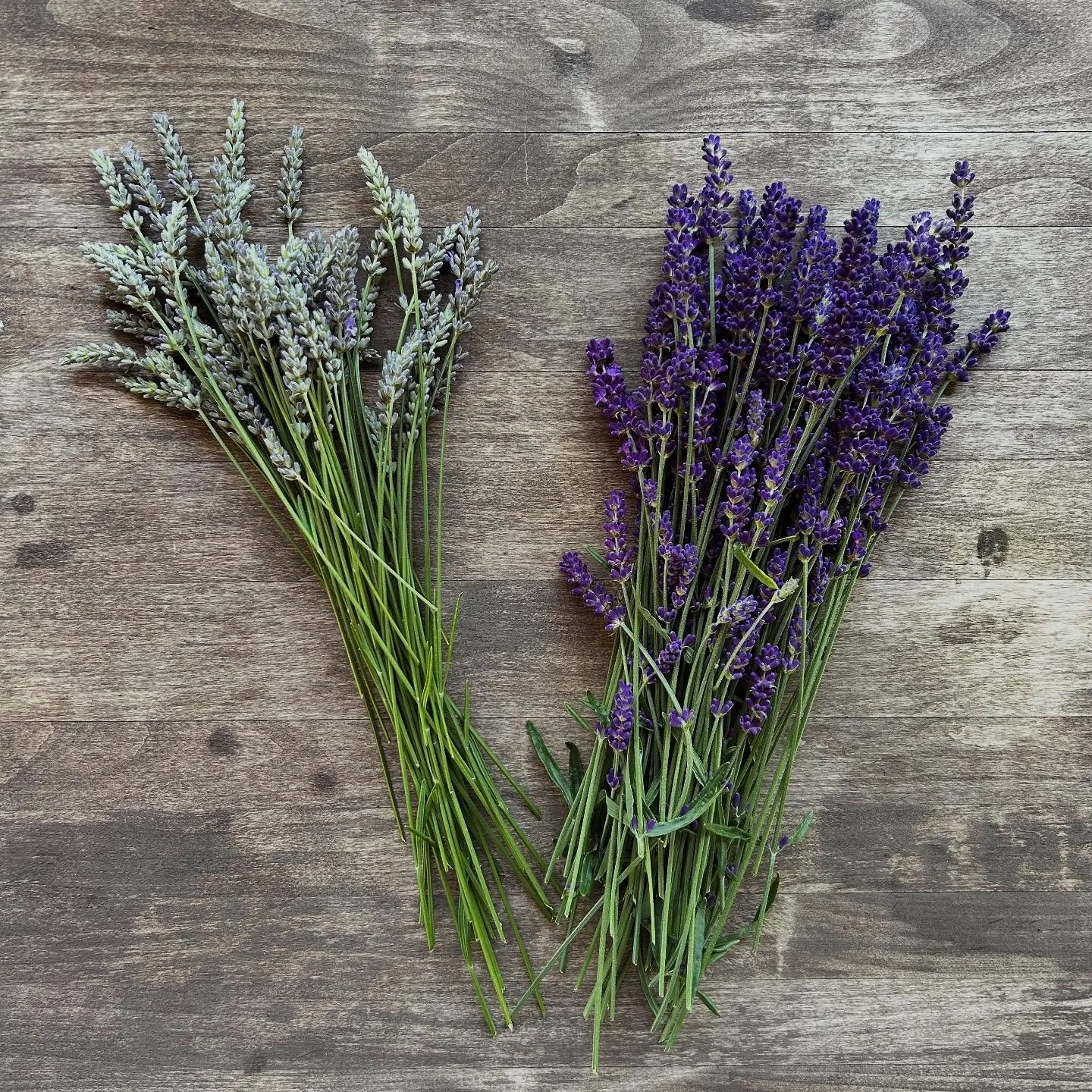 The lavender for Here &bull; Now neck pillows and eye pillows is grown right here on Bainbridge Island (pictured here straight from my garden ready to be dried).

The fabrics are sourced locally as well. 

These wellness and wellbeing pillows are mad