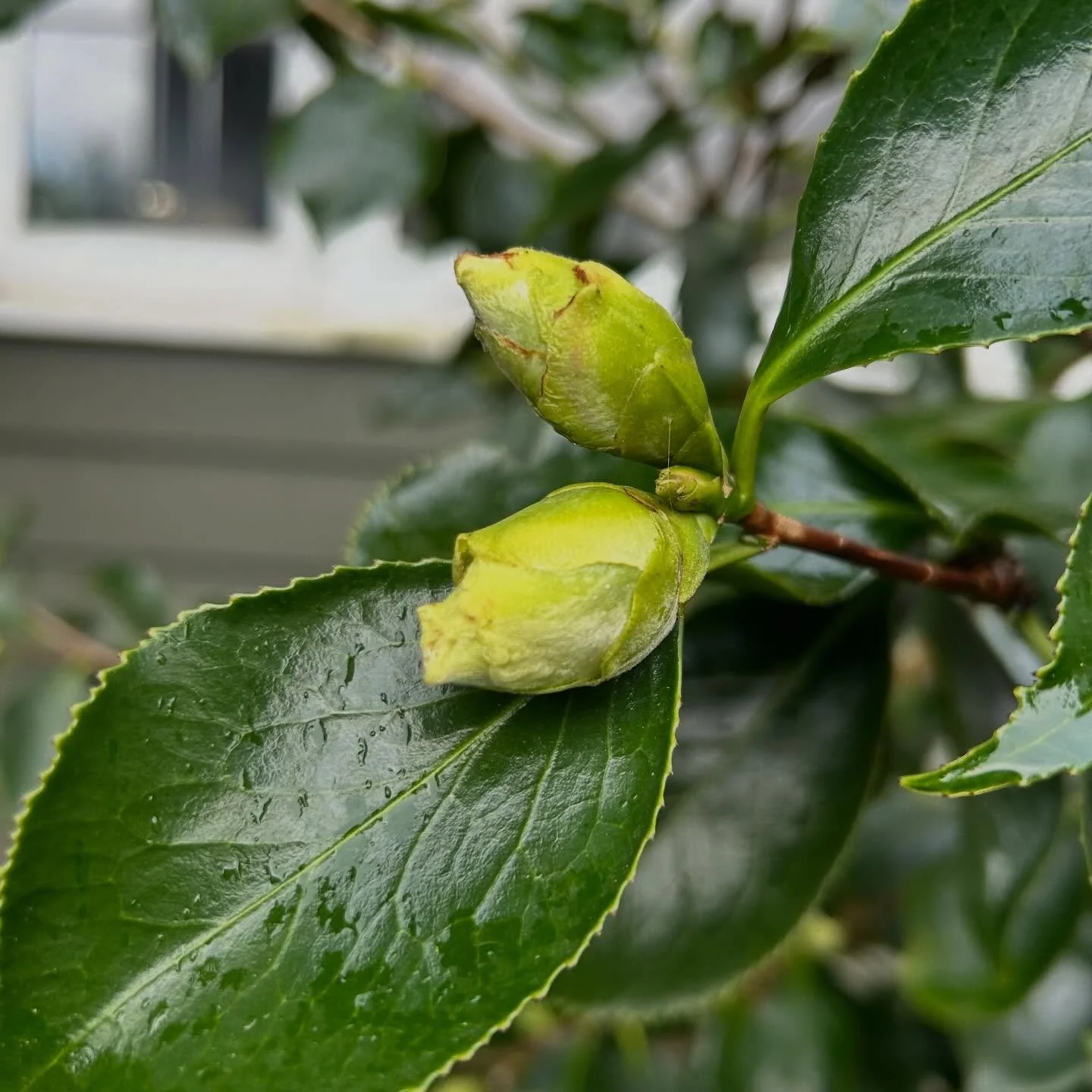 Happy February 1st and Brigid&rsquo;s feast day and Leo full moon 🦁🔥♌️!

Spring is coming. The earth is quickening. Signs of growth returning in the PNW mid-winter. 

Paying attention to seasons and cycles offers a sense of return, a landing place 