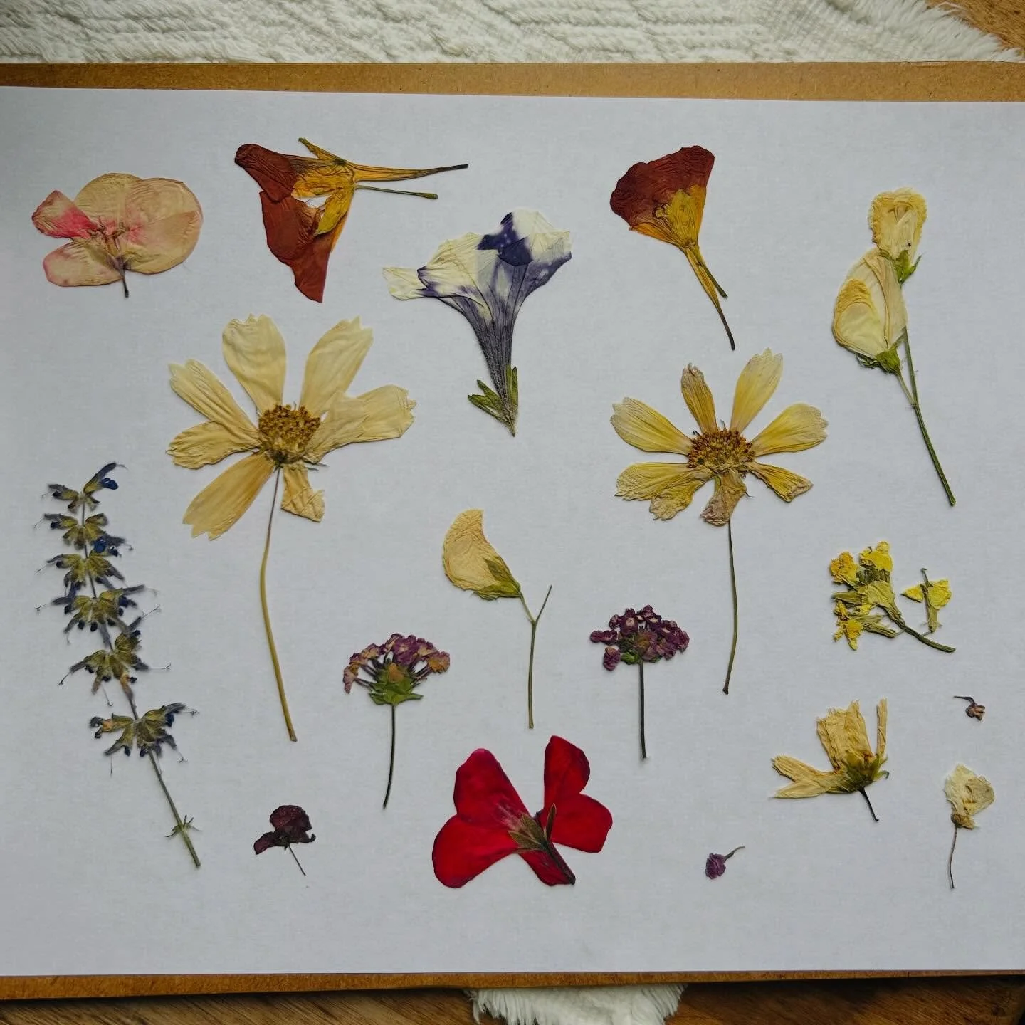 What a gift to find these dried summer flowers in the middle of winter.