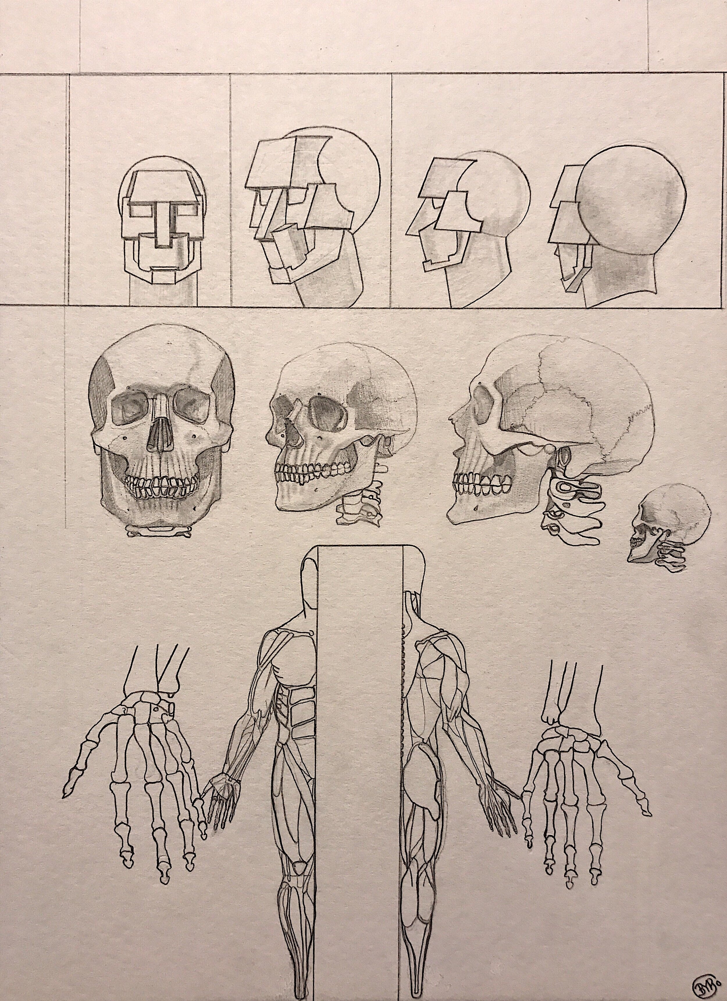 Anatomy Study I