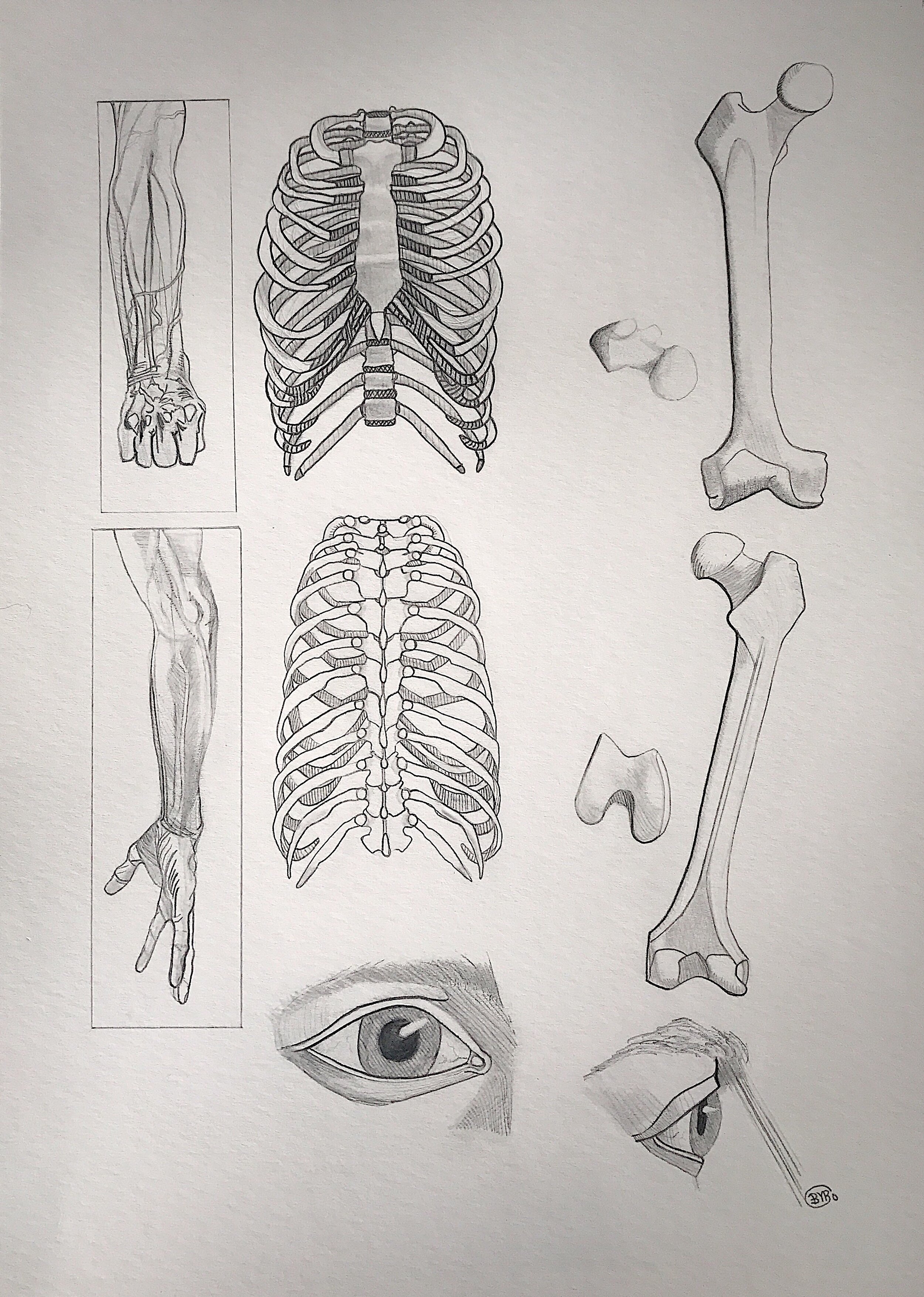 Anatomy Study III