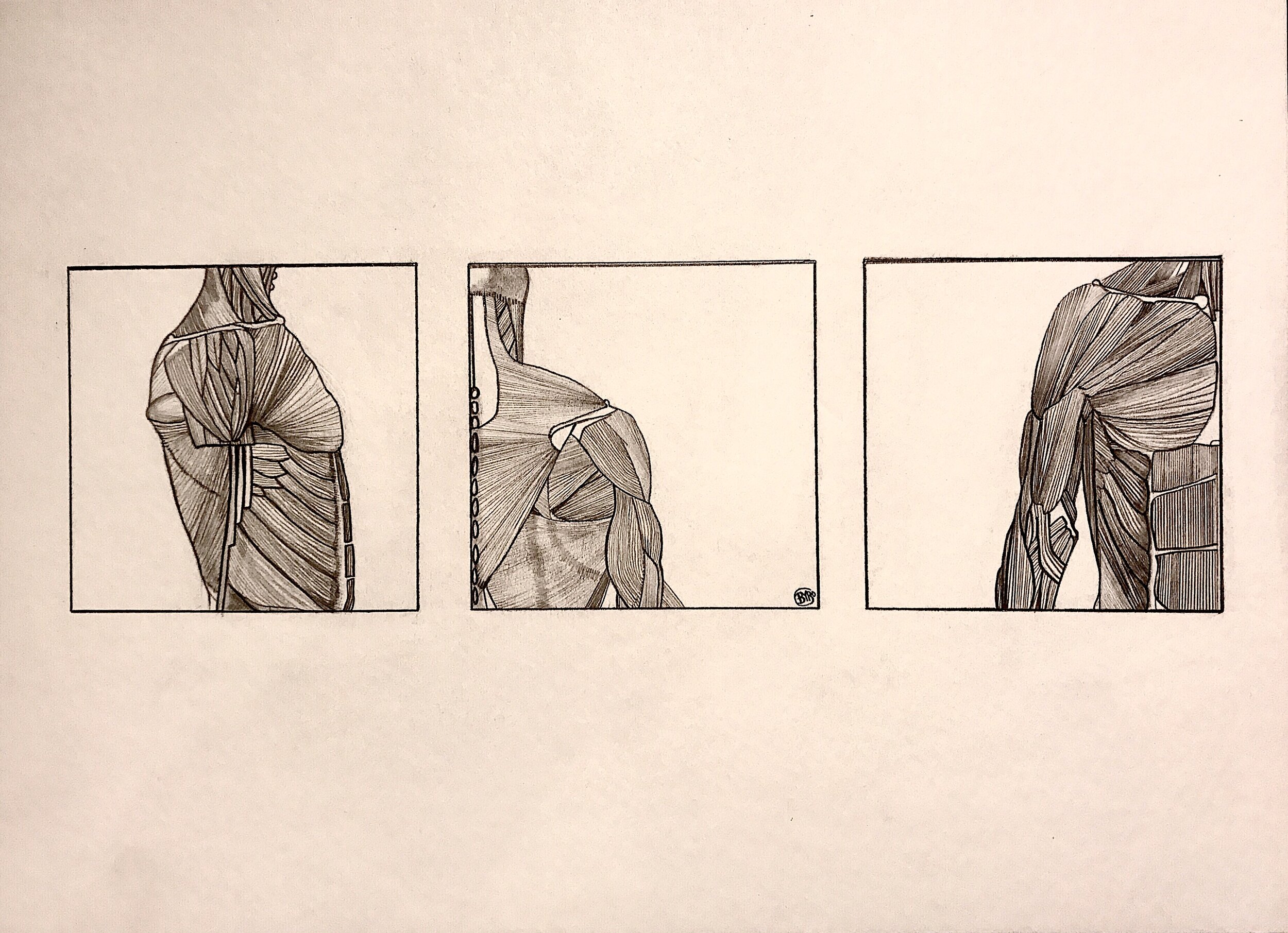 Anatomy Study II