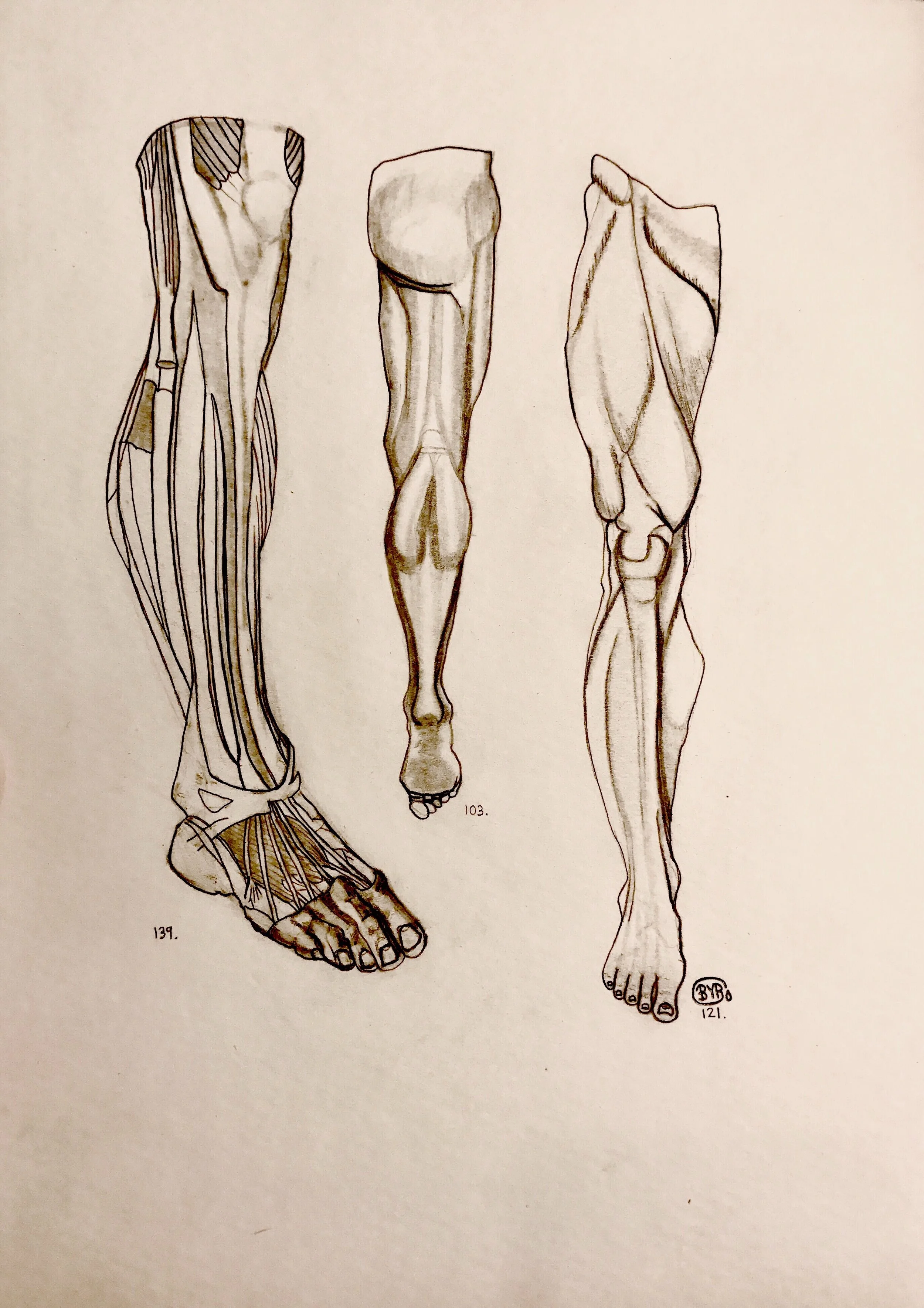 Anatomy Study IV