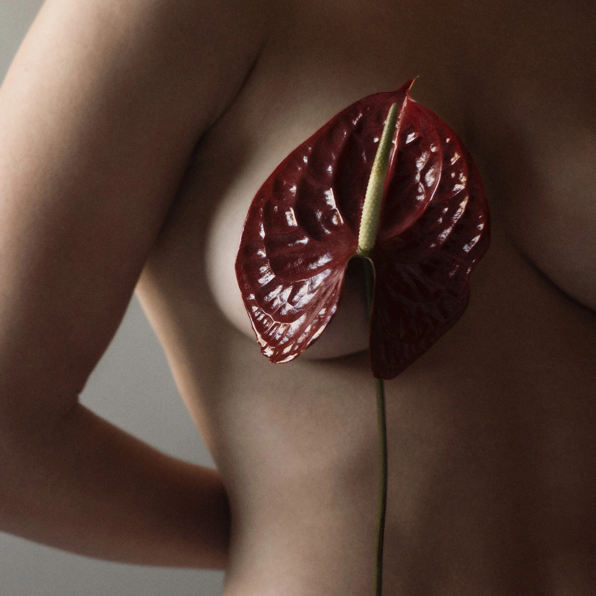 ANTHURIUM