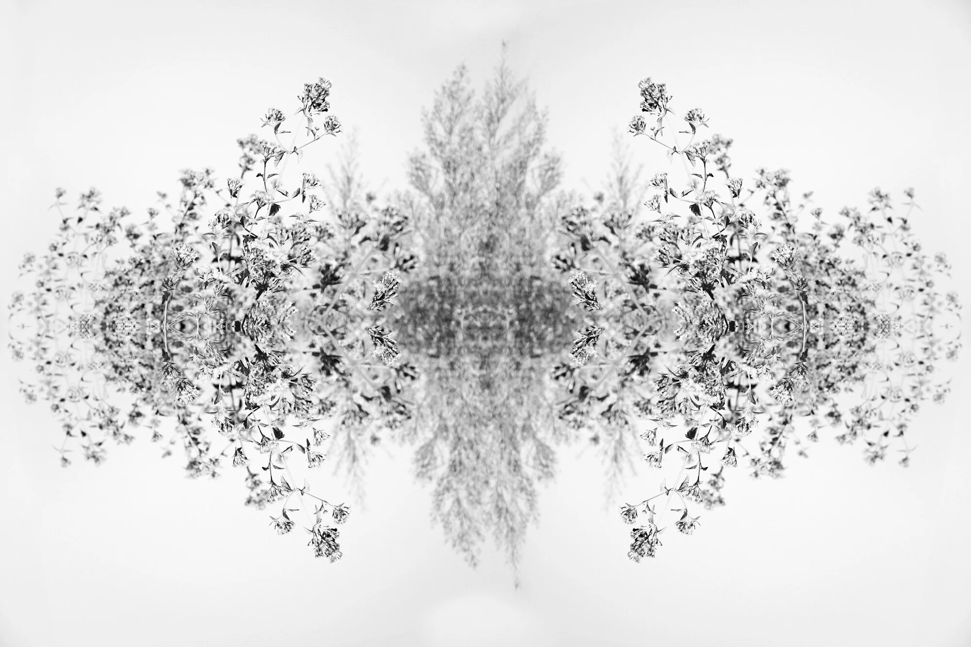 kaleidoscope project, follaje