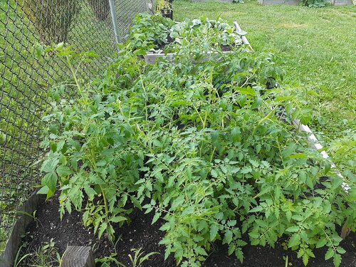 3a.Beth adolescent Tomato Plants.jpg