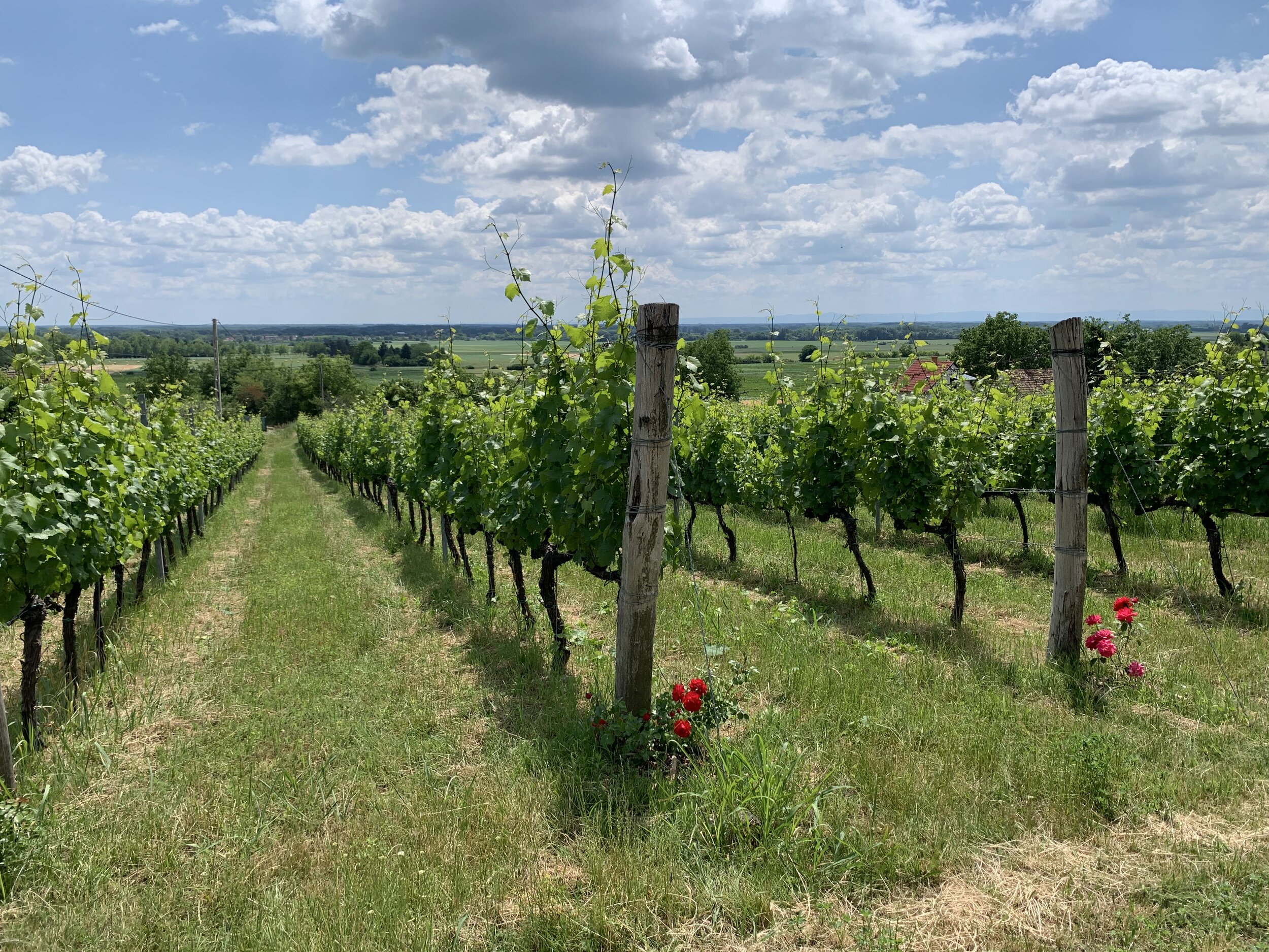 rejiji wines harkány