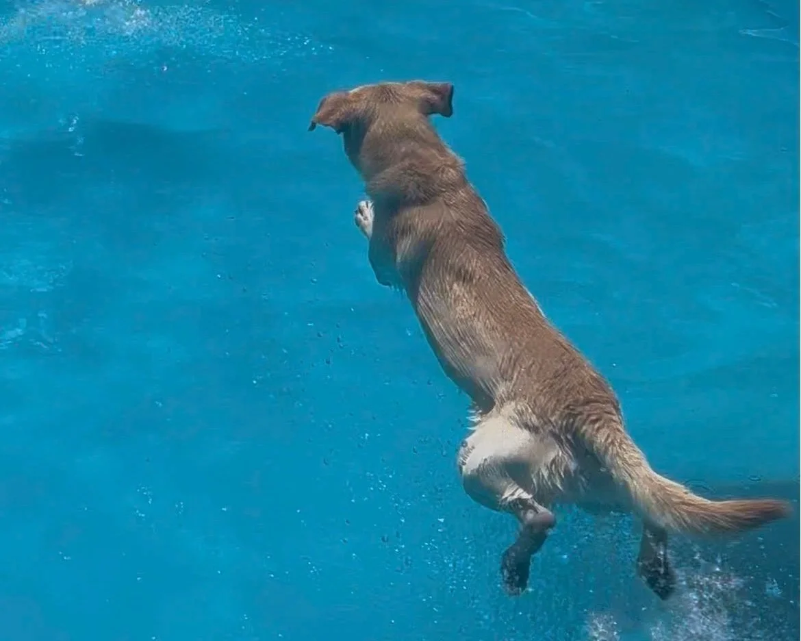 pool jump.jpg