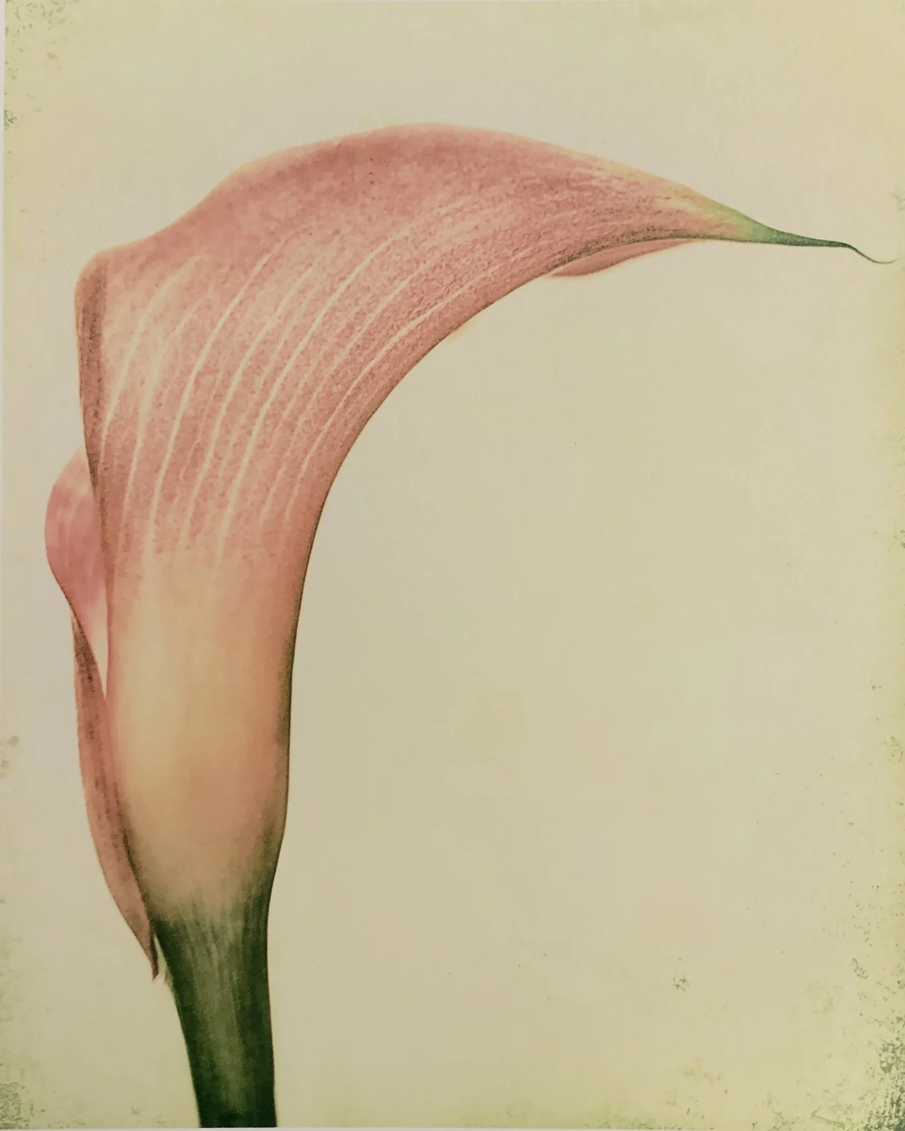 Calla Lily