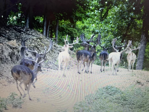 The Hunt — Pinnacle Ridge Whitetails High Fence Hunting Lodge