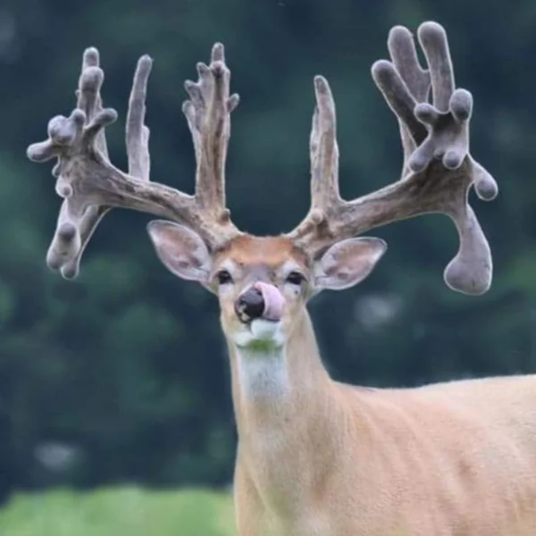 About Us — Pinnacle Ridge Whitetails High Fence Hunting Lodge