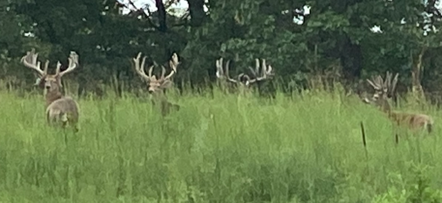 The Hunt — Pinnacle Ridge Whitetails High Fence Hunting Lodge