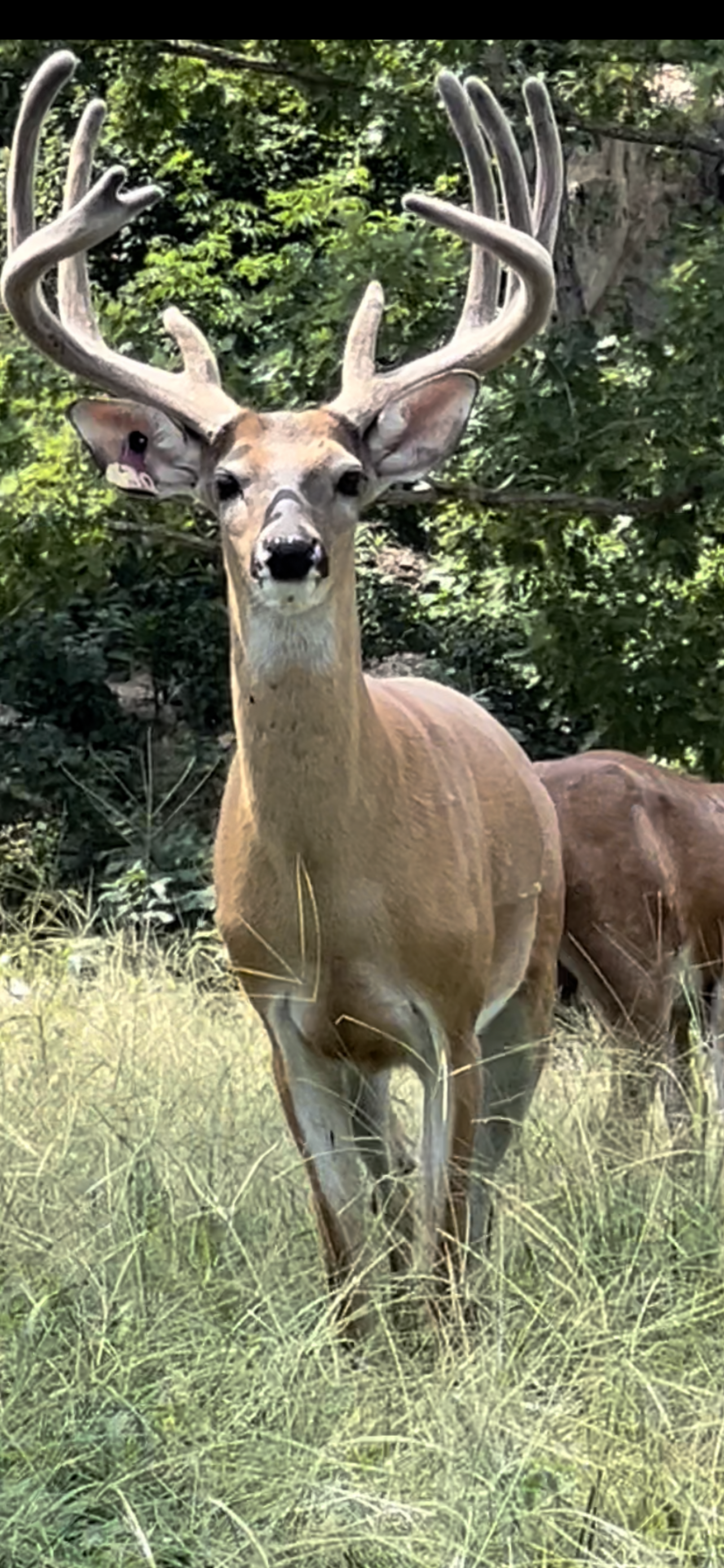 whitetail 2024 2.PNG