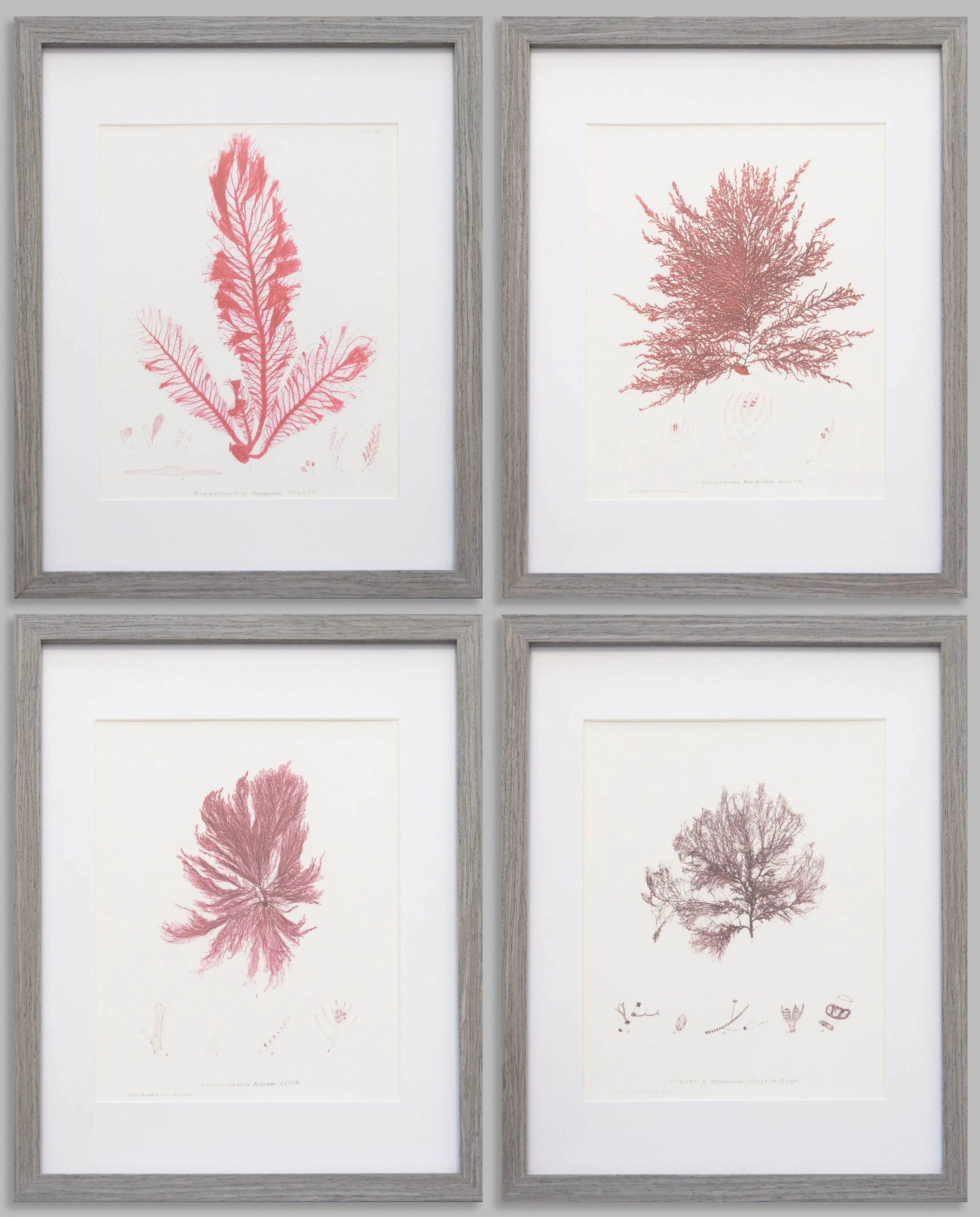 British Seaweed Giclée Prints - set of four, 1859