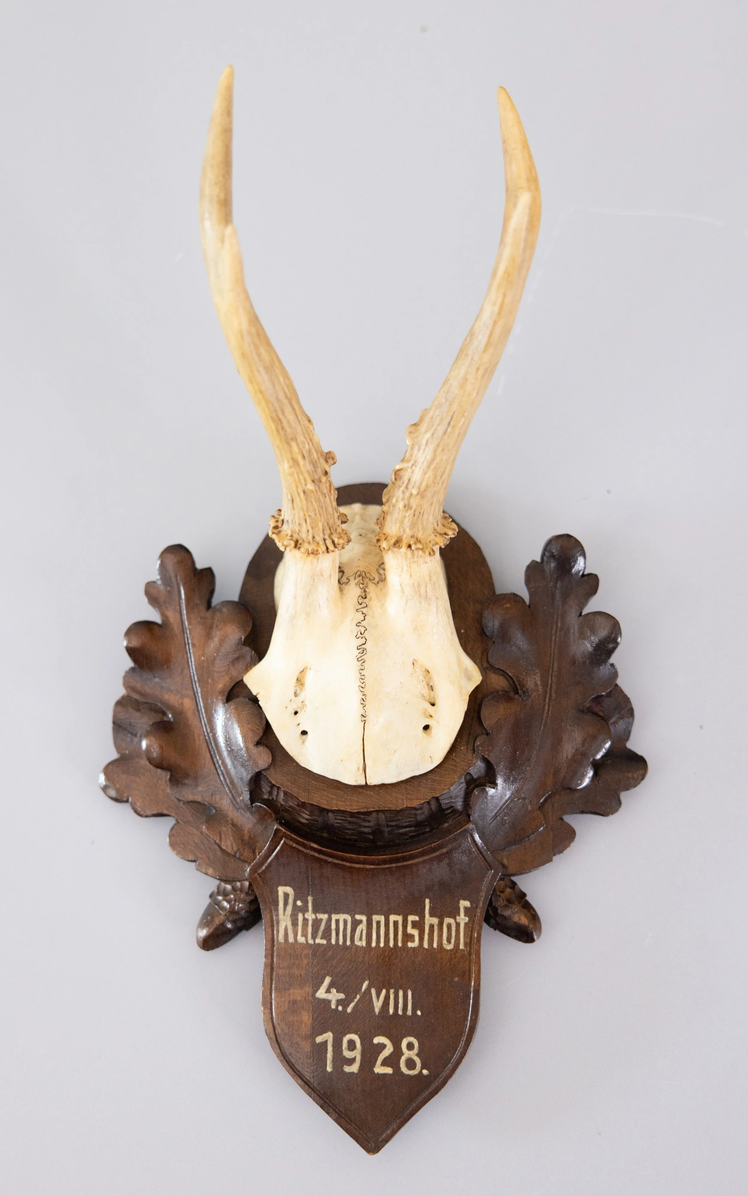 Antique Black Forest Roe Deer Antlers Hunting Trophy 1928 Mount