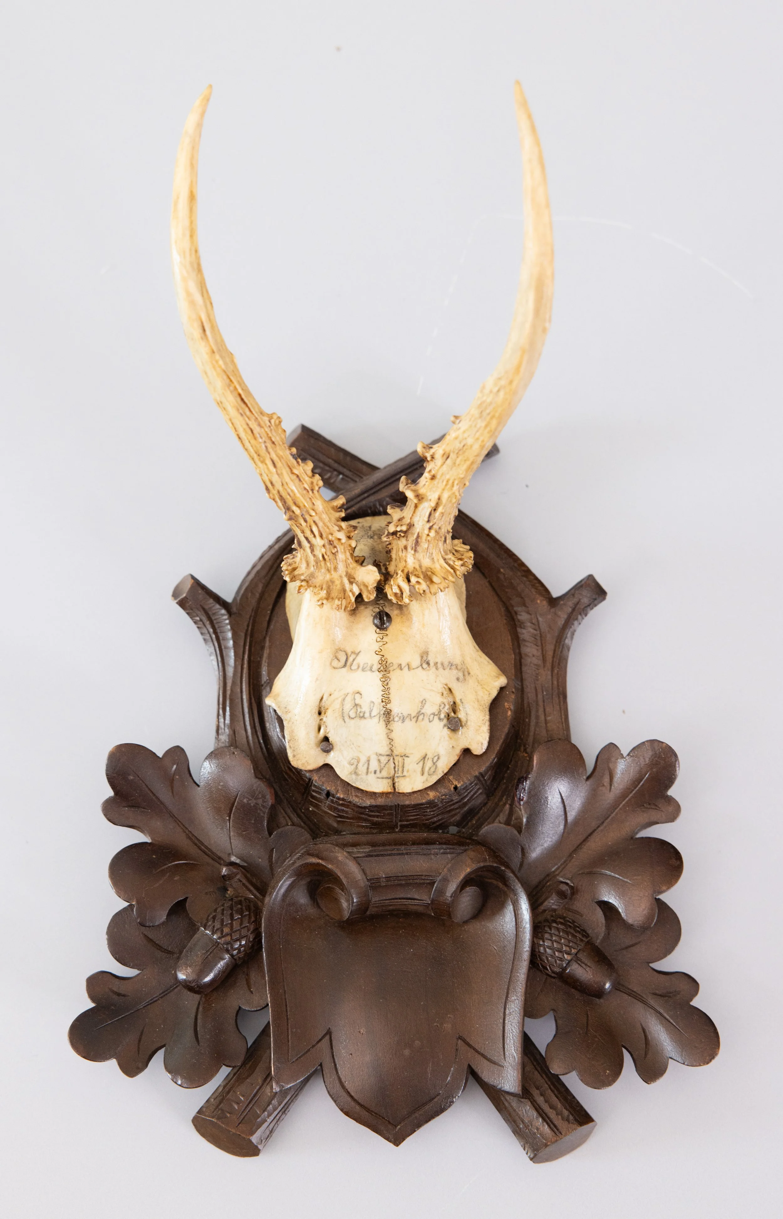 Antique Black Forest Roe Deer Antlers Hunting Trophy 1918 Mount