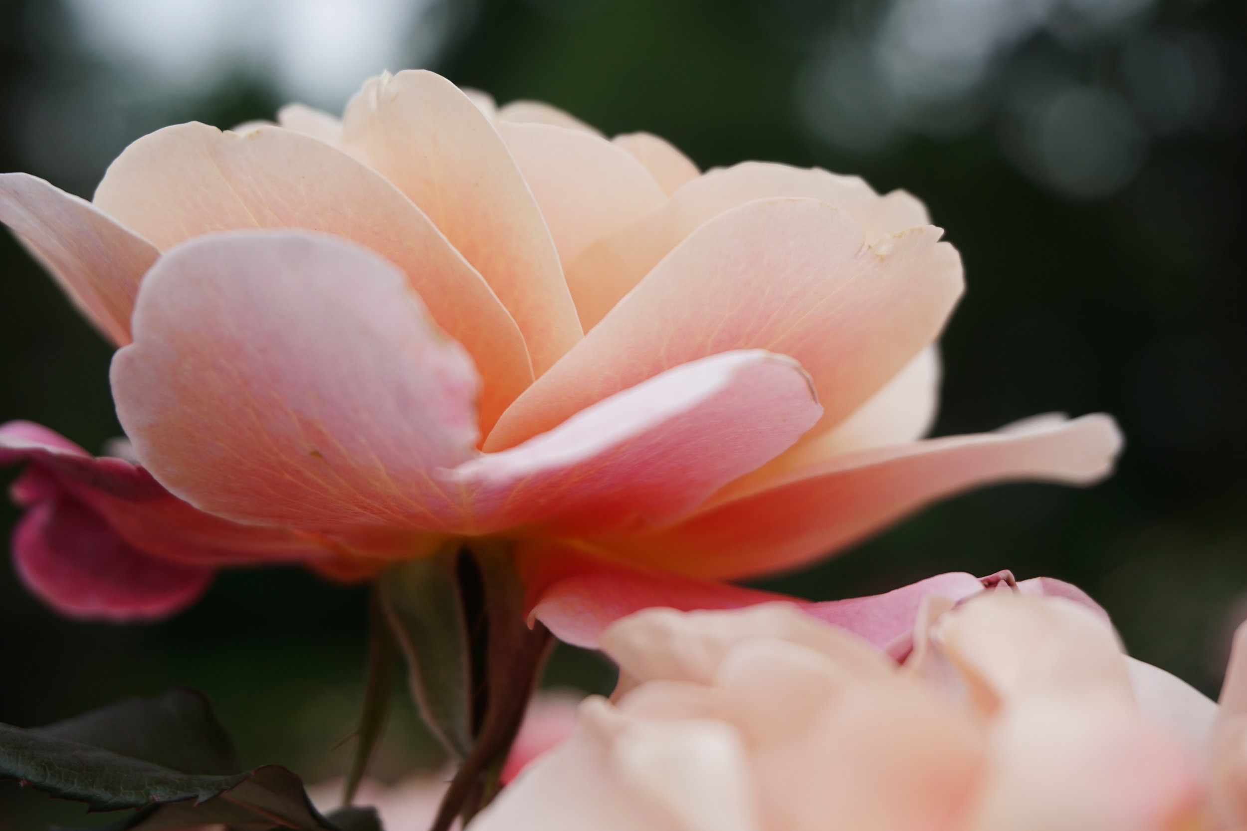 DSC08450.jpg