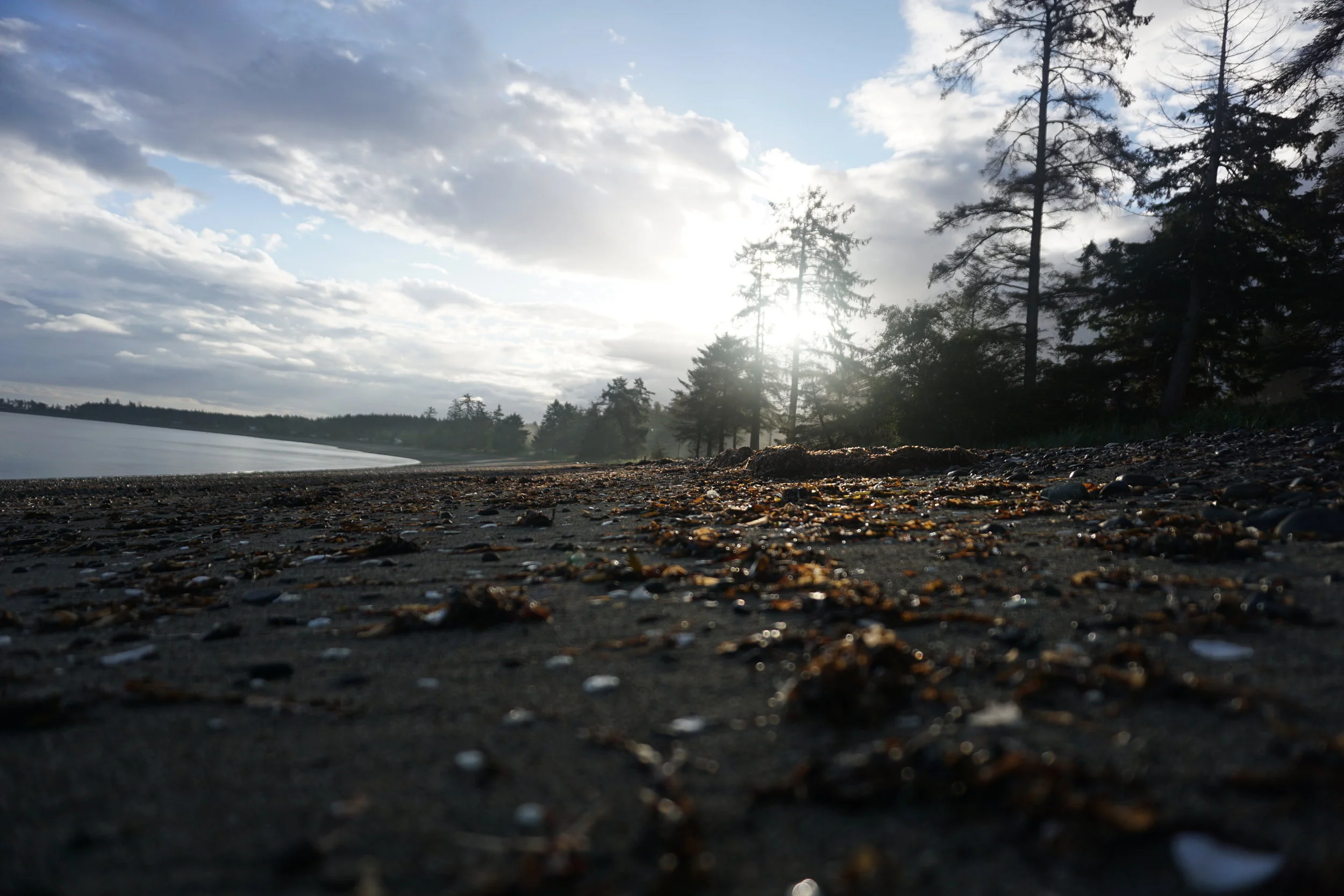 Leaves on Sandspit