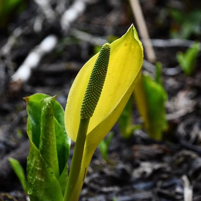 Time for that spring glamour shot and one of the @northcoastecology Scavenger hunt items in my backyard at Moresby Pond! #skeenawild #skunkcabbage #skunkcabbageofinstagram #coloursofspring #northernbc #visitprincerupert