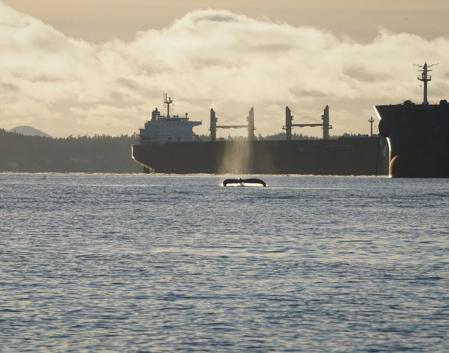 Today is World Whale Day! Originally founded by the PWF in Maui, Hawaii in 1980 to raise awareness around threats facing humpback whales. Although today celebrates all whales found in every ocean on earth, humpback whales are particularly relevant in