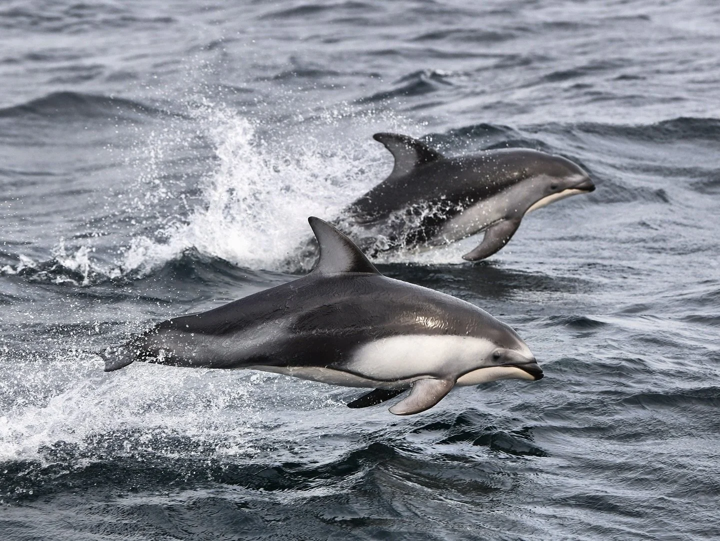 In winter months, Pacific white-sided dolphins (Lagenorhynchus obliquidens) are a more frequent sight along the North Coast of British Columbia. These social marine mammals often follow schools of prey like herring and anchovies 🐟 - just like they d