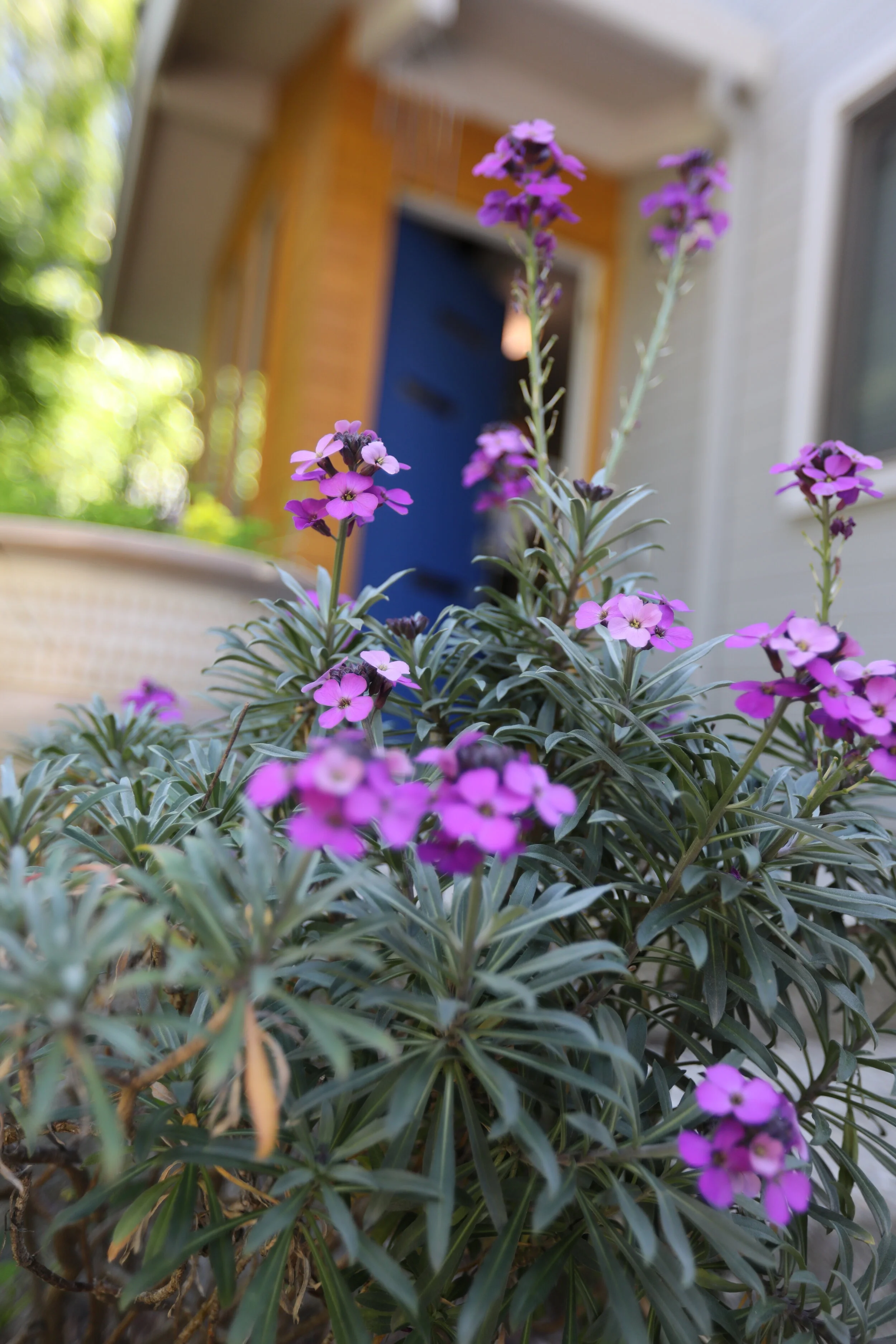 Schiff exterior 2.JPG