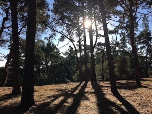 Pebble Beach Not-a-Tree Touched, Smart Home for the Future