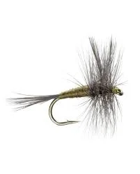 Fly of the Month - October