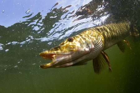 New Regulations For Tiger Musky in CT
