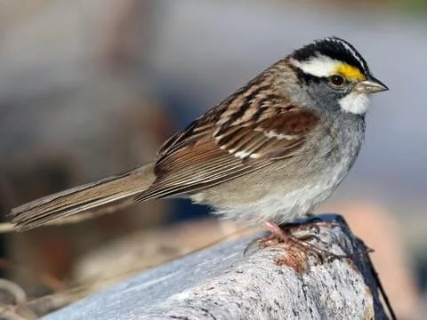 crowned white sparrow