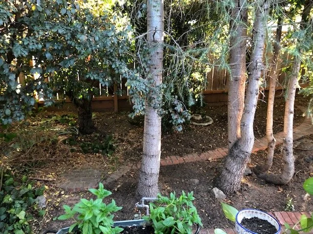 The Value and Purpose of Sit Spots and Nature Journaling