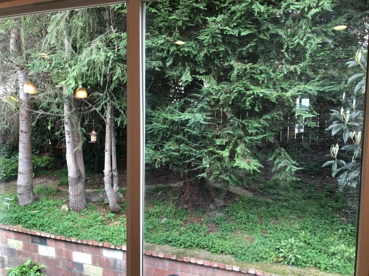 Can you see my bird feeder?