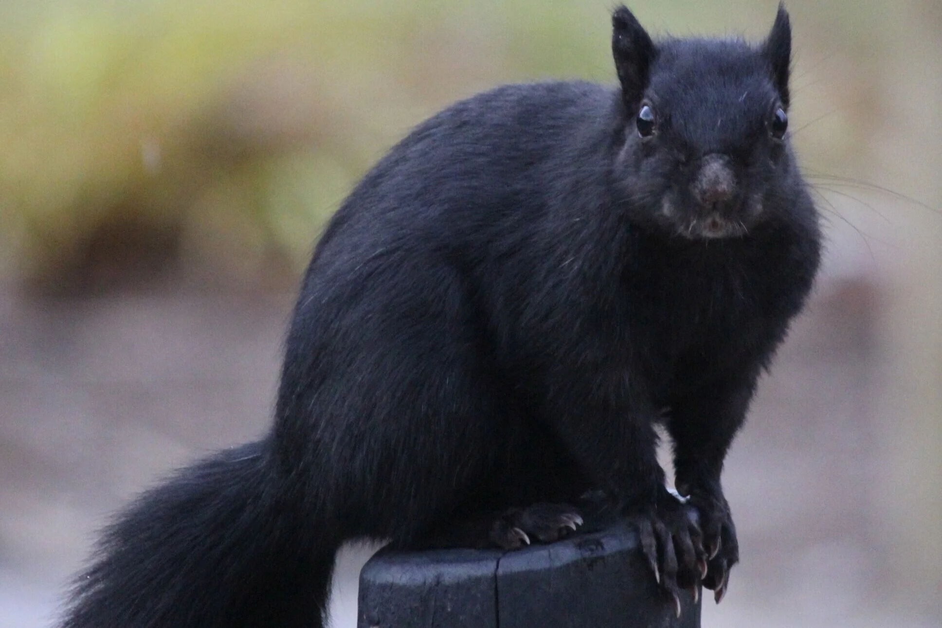 The Western gray squirrel comes in a variety of color morphshttps://baynature.org/2014/02/20/black-squirrels-common-california/