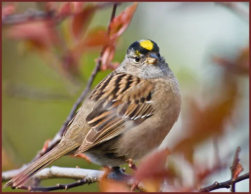 golden crown sparrow.jpg