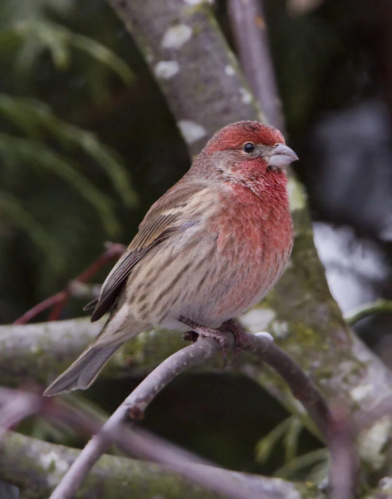 house finch.jpg