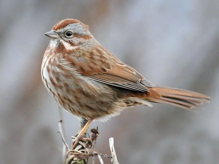 song sparrow.jpg