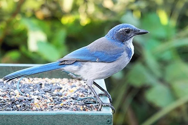 western-scrub-jay-at-feeder.jpg