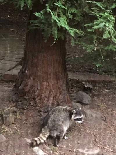 “Mask” the coon