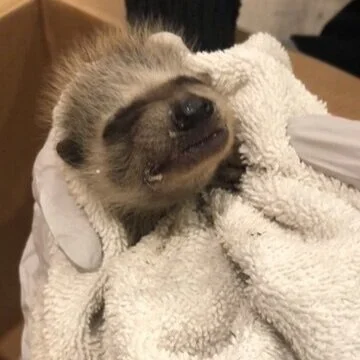 A moral dilemma at “Raccoon Trail”-What should I do with this little “Nugget?”(video story)