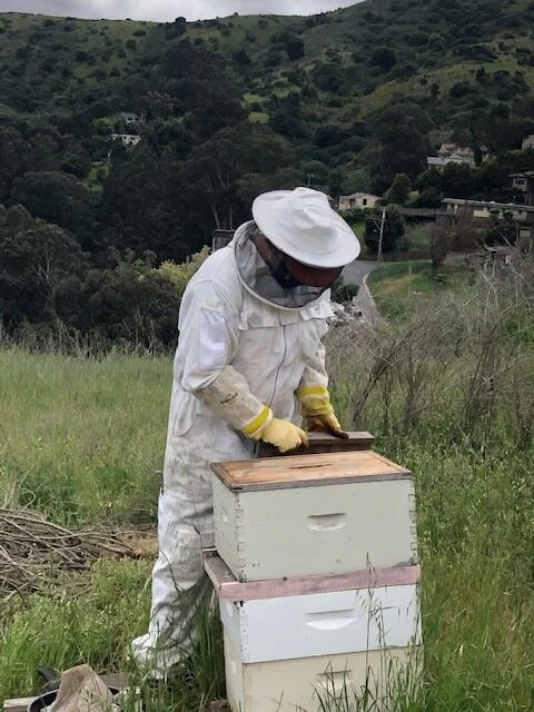 Adventures On Bee Hill (video of bee keeping and butterflies mating!)