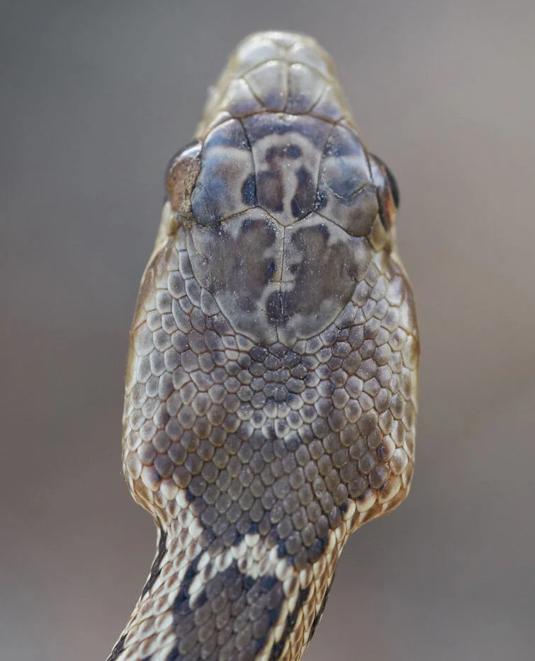 gophersnake.jpg