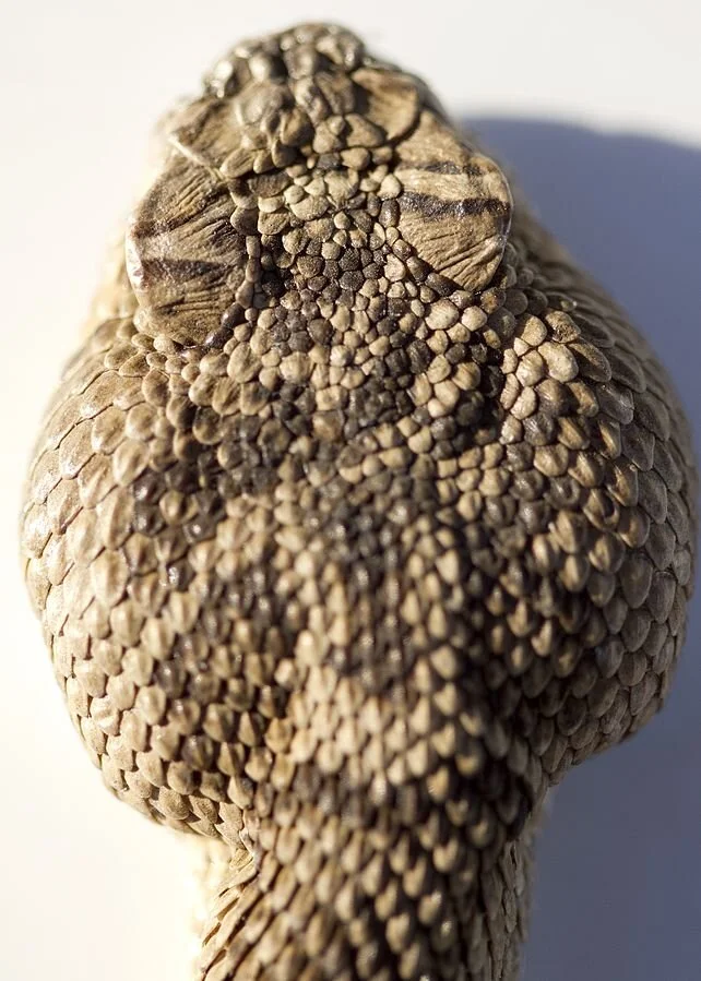Rattlesnake_Head_dorsal_wray_(8272951442).jpg