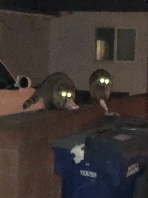 racoons at night.jpg