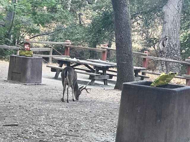 Taken at Stevens Creek Canyon https://www.sccgov.org/sites/parks/parkfinder/Pages/StevensCreek.aspx
