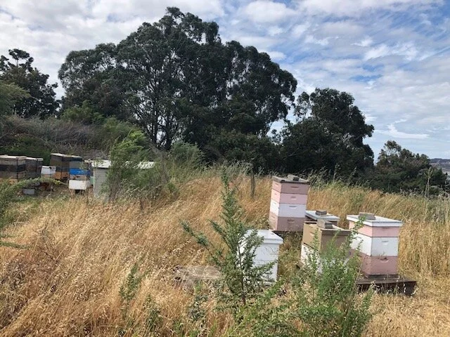 bee hill.jpg