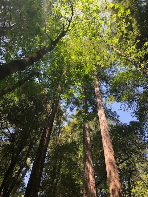 Ancient Redwood trees at Sanborn
