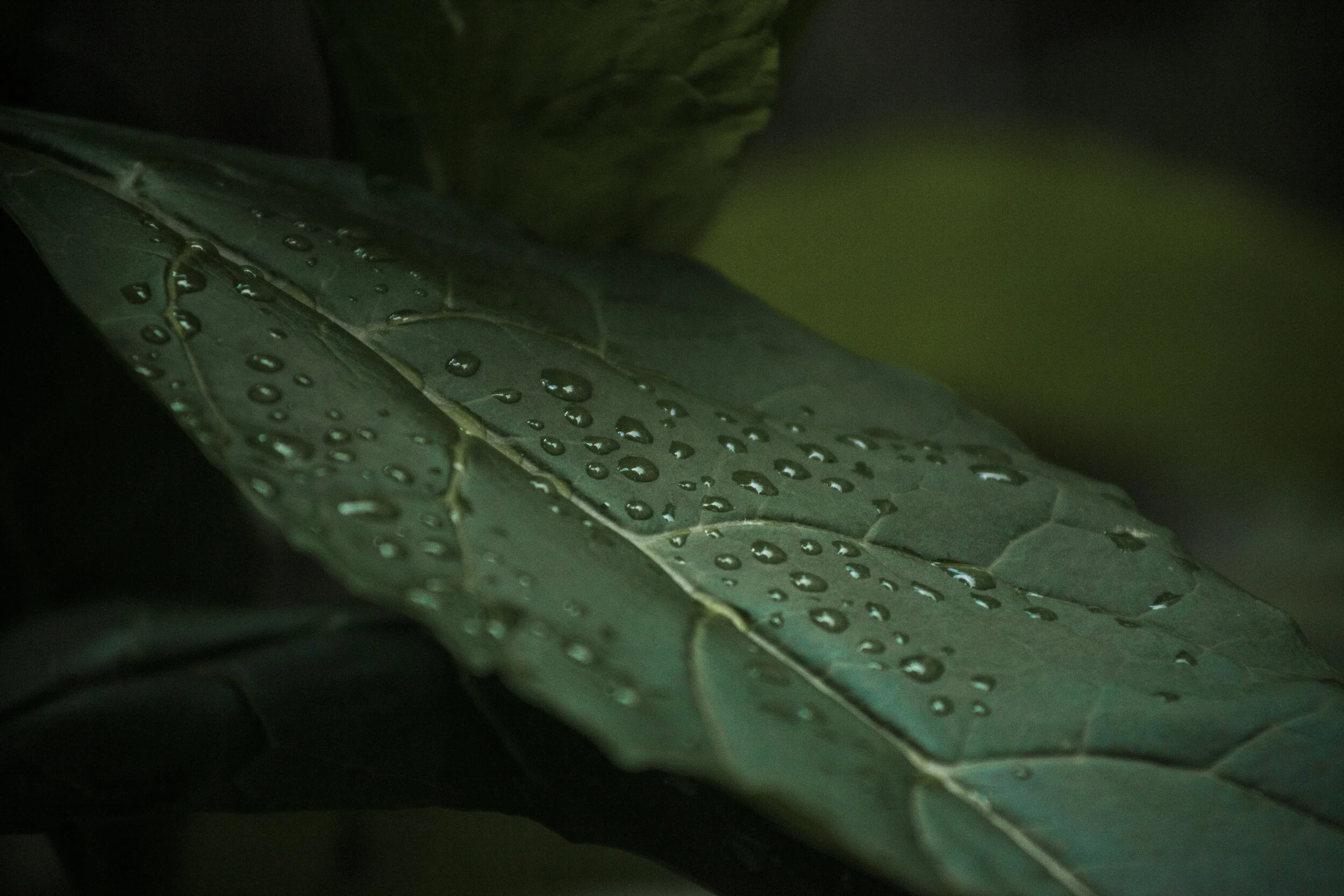 backyard_30.JPG