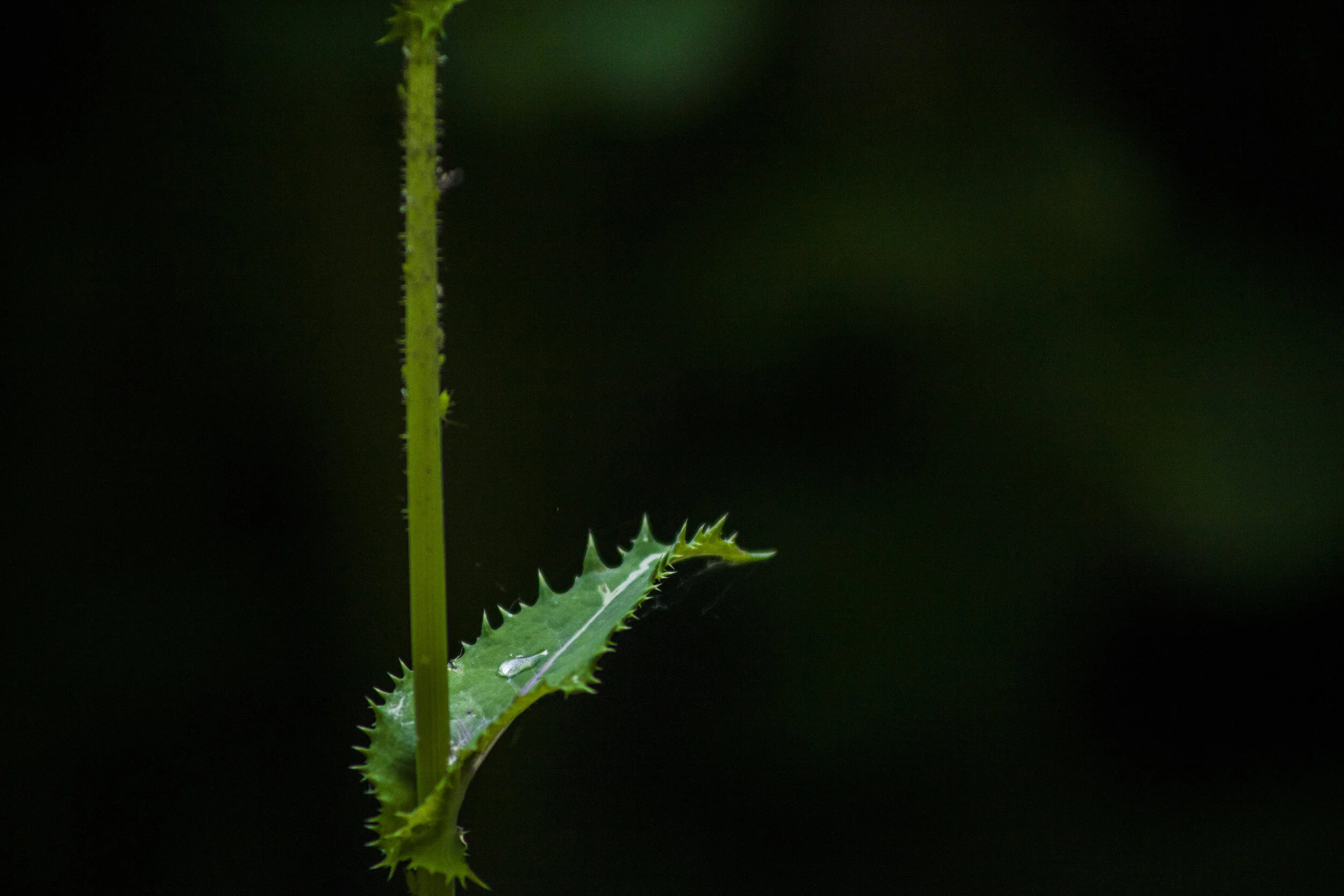 Introduction to Plant identification
